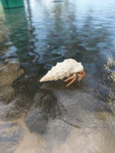 Baby Hermit Crab