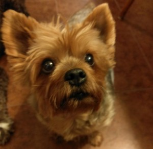Molly the Yorkie