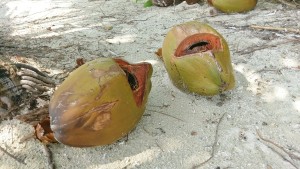 Harvested coconuts