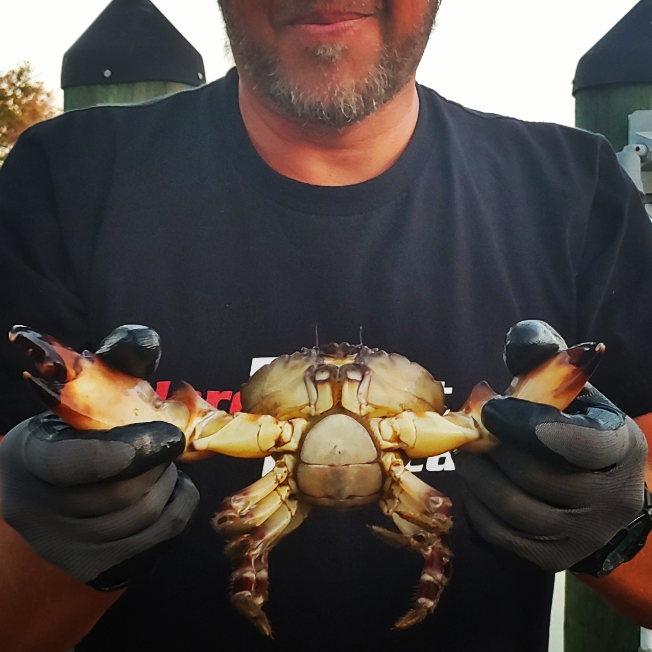 The FLORIDA Stone Crab Midwest Beach Bums