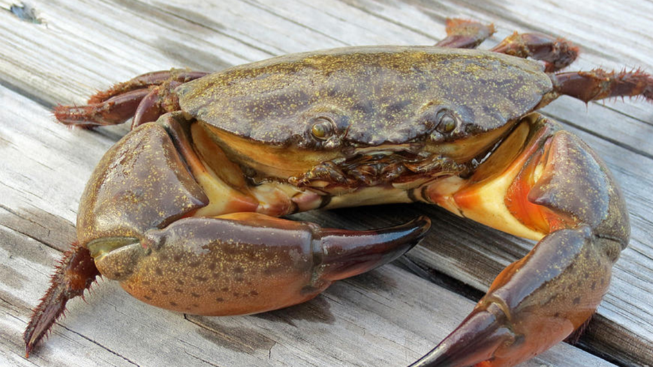 The FLORIDA Stone Crab