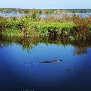 Lake Apopka Wildlife Drive – Florida LAWD